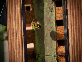 Bee Hotel Leafcutter Bee with leaf Stephanie Chadwick
