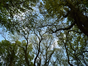 Woodland canopy from below