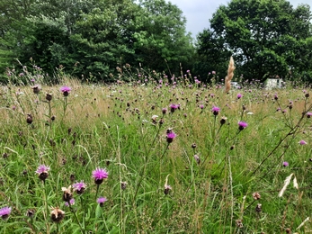 Wildflower Meadow on Whiteshill Common long grass and trees