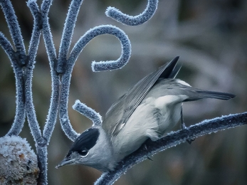 feeding birds in winter with fat ball