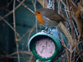 Feeding a robin with fat ball in winter