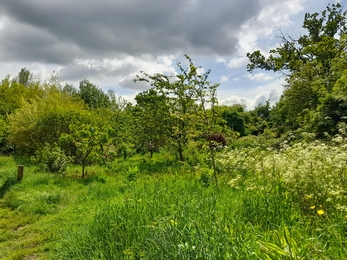 Emersons Green Park orchard
