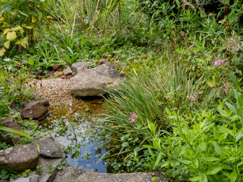 Individual wildlife garden in Yate pond