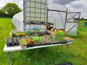 Frome Valley Growing Project polytunnel