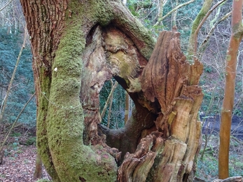 Oak tree at Goblin Combe
