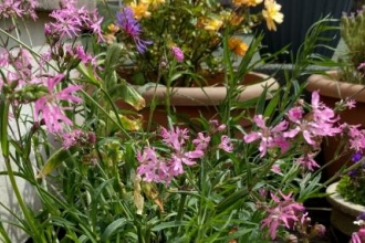 Bedminster wild flowers