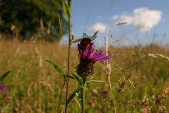 Knapweed with bee
