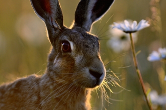 Brown hare 