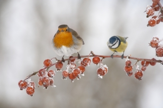robin and blue tit on frosty branch