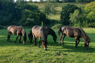 Exmoor ponies at Folly Farm summer 2020