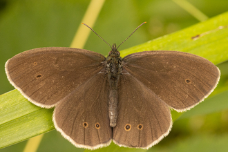 Moth identification Ringlet