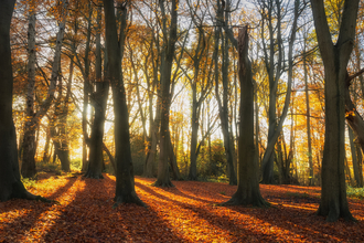 Sunlight shining through the shadow of autumn trees