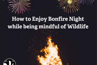 How to enjoy Bonfire Night while being mindful of wildlife