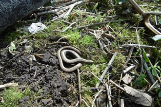 A female flow worm on the ground, near moss