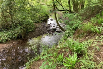 Beautiful brook as part of Trout in the Trym community group