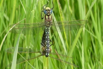 Two dragonflies in a mating wheel