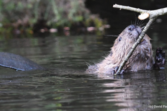 Beaver in river nibbles on overhanging branch