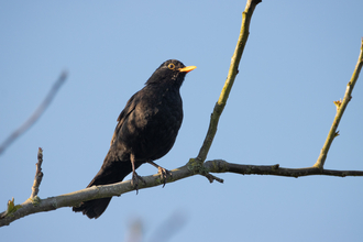 Male blackbird stood on branch 