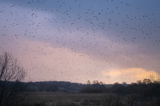 Starlings in the autumn sky