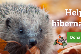 Hedgehog in leaves with the words 'Help Out Hibernators' 