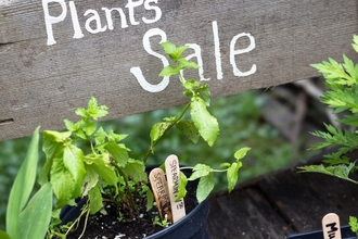 Plants for sale 