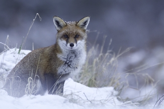 A fox in snow