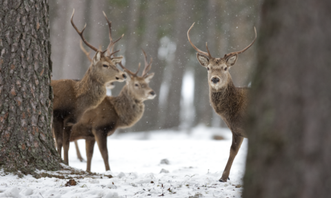 Deer in a snowy woodland