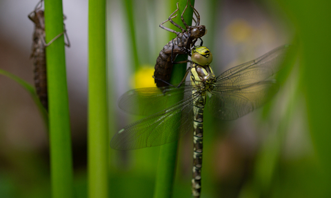 Emerging southern hawker with larval skeletons dragonfly pond Stephanie Chadwick