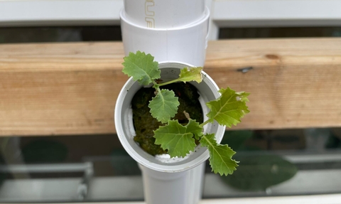 Vertical Growing system with kale plant