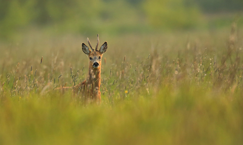Roe deer in a meadow