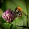 Common Carder Bee on Red Clover in Meadow Stephanie Chadwick