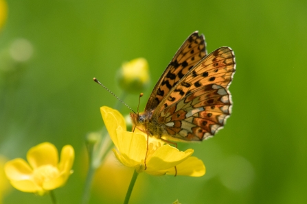 Pearl bordered fritillary butterfly