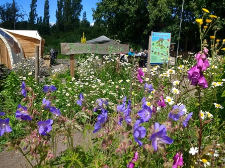 Wildflowers and a 'plants for sale sign' at Grow Wilder