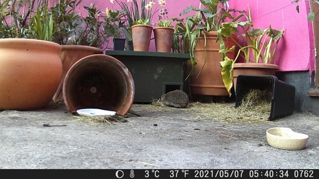 A hedgehog spotted by the BS3 Hedgehog Project