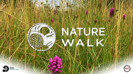 Nature Walk with The Nest Collective and Avon Wildlife Trust