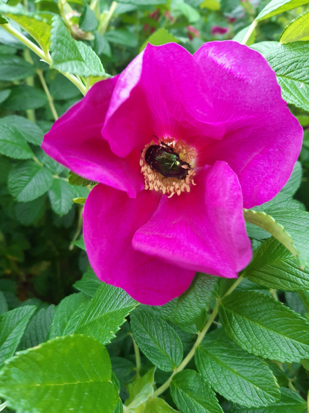A rose chafer on a rosa rugosa