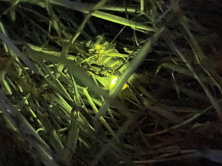 A glow-worm fluorescing in the grass