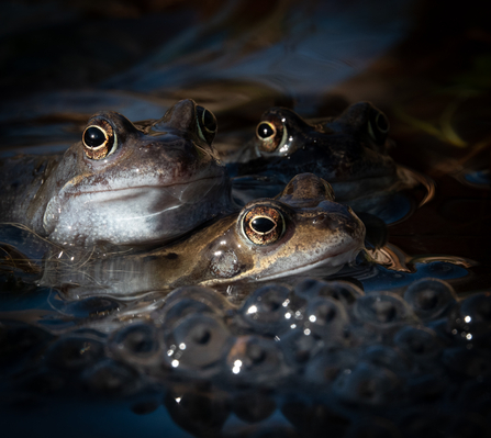 Common frog and frogspawn 2 pond Stephanie Chadwick