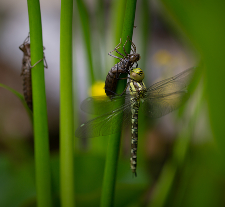 Emerging southern hawker with larval skeletons dragonfly pond Stephanie Chadwick