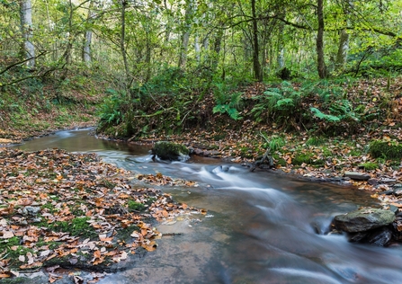 A stream in a woodland reserve
