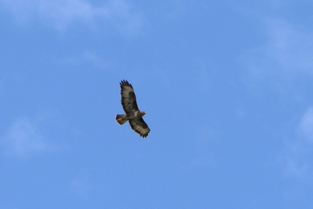 A buzzard flying against a blue sky