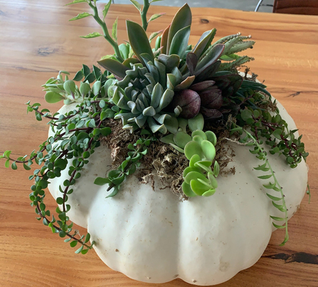A planter made from a pumpkin, with succulents inside