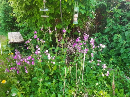 Birdfeeders and Red Campion
