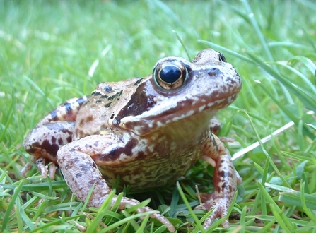 Common Frog on grass