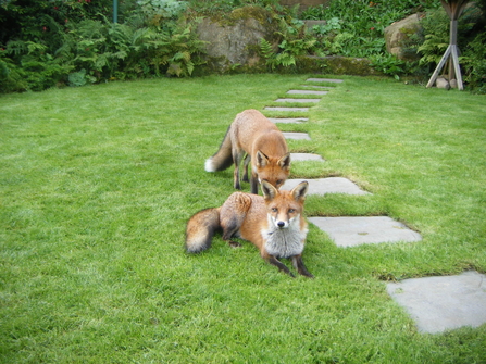Fox cubs Tessa Andrews