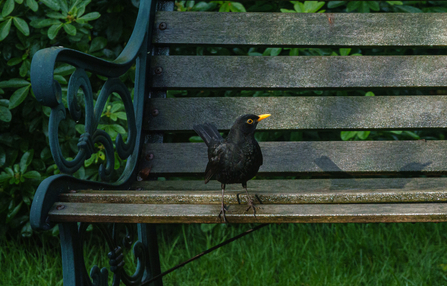 blackbird on bench in BS9 garden