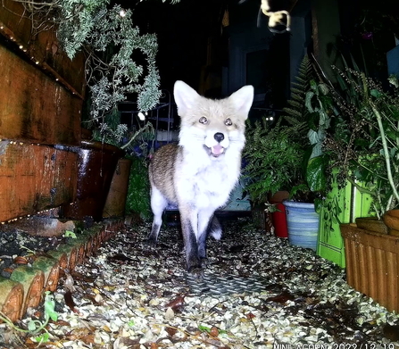 BS3 fox in front garden