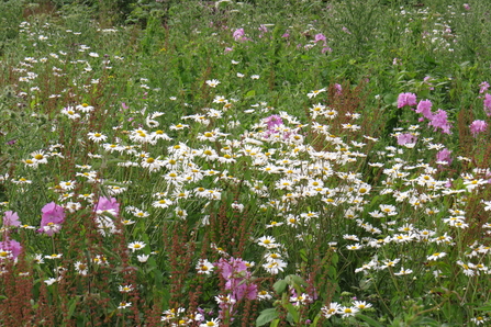 Manor Woods Valley meadow wildflowers