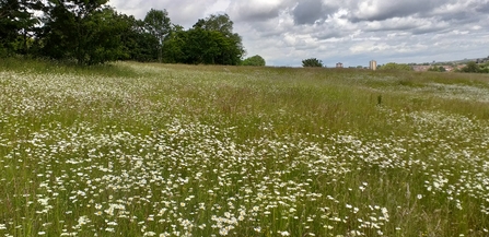 Manor Woods Valley wildflower meadow