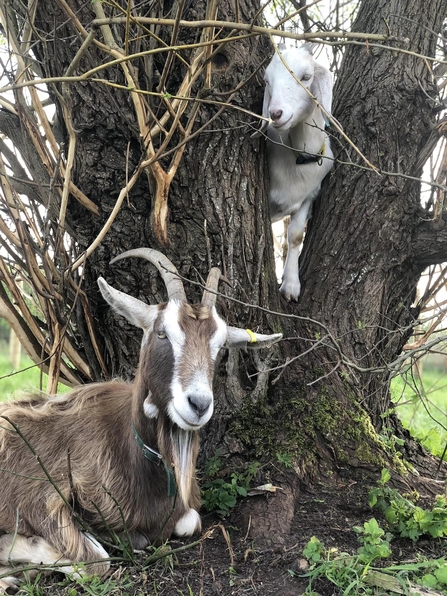 Street Goat goats at Hengrove Mounds